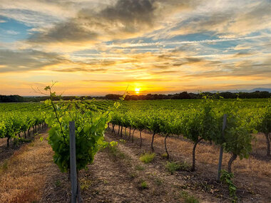 Bodegas Osca, Huesca: visita a bodega y cata de vinos para 2 personas