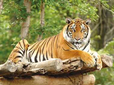 Löwen und Tiger füttern auf dem Safari-Wohlfühlhof im Münsterland