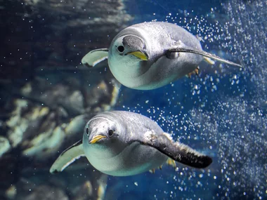 Acquario di Genova: biglietti per Acquario, Biosfera e Casa di Colombo