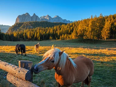 Natururlaub: 2 Übernachtungen mit Frühstück und Reitausflug