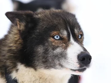 Divertimento in monopattino: una sessione di 1h e 30min con un cane da slitta