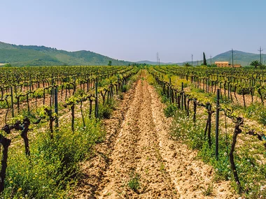 Visite d'un vignoble en Provence et de sa cave avec dégustation