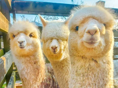 Emozioni nella Val di Cembra: passeggiata con alpaca e visita interattiva in azienda