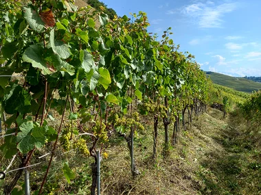 Magia tra i vigneti di Sion: romantica degustazione di vini con tour della vigna
