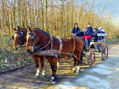 Rit op een paardenkoets in de Ardennen