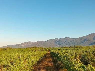 Visite d’un domaine viticole près de Perpignan avec dégustation et 6 bouteilles offertes