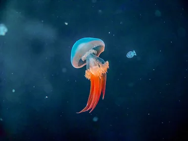 Acquario di Genova: biglietti giornalieri con pranzo incluso