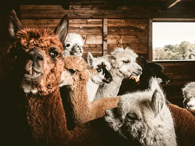 Visita guidata in una fattoria di alpaca a Siena