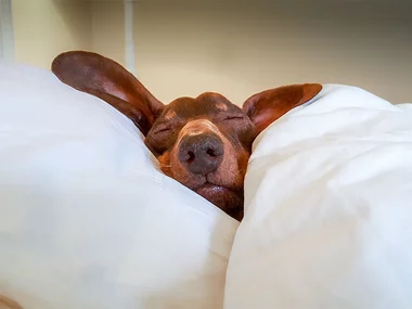 2 jours en Suisse pour un couple et son chien