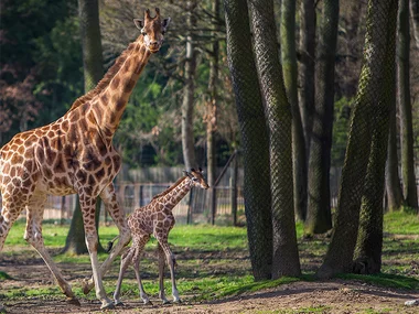 Journée zoo au Safari de Peaugres
