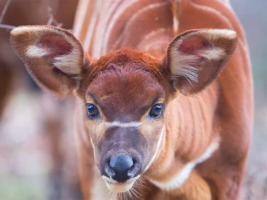 Billets pour le Safari de Peaugres près de Saint-Étienne
