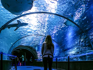 Billets coupe-file pour l'aquarium Nausicaá en basse saison