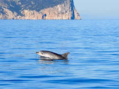 Escursione in gommone in cerca dei delfini in Sardegna