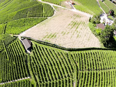Weinverkostung und Kellerbesichtigung in Lavaux