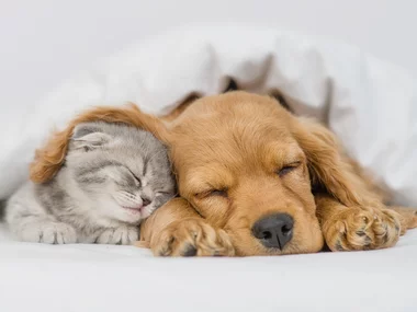 ¡Escapada a hotel pet friendly! 1 noche para 2 adultos y mascota