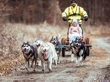 Husky-Erlebnis mit Grillen am Lagerfeuer in Brandenburg