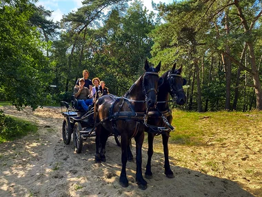 Koetstocht in de natuur nabij Antwerpen voor 5 personen