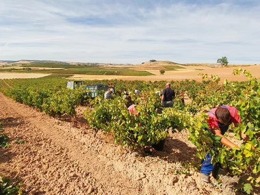 Bodegas Hesvera, D.O. Ribera del Duero: visita a bodega y cata de vinos