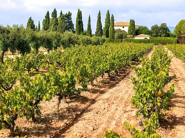Cava Oriol Rossell: 1 visita a la bodega de 1h30 y cata con aperitivo para 2 personas