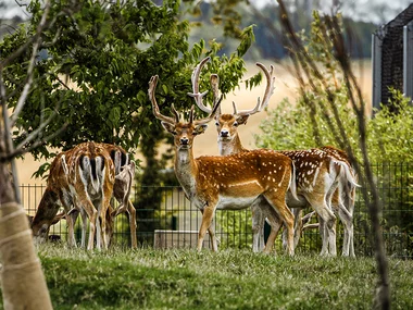 Immersion avec les herbivores à la Tanière Zoo Refuge