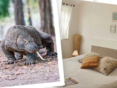 Séjour en famille au ZooParc de Beauval 2026: entrées 2 adulte et 1 enfant (2 journées) et 1 nuit à proximité