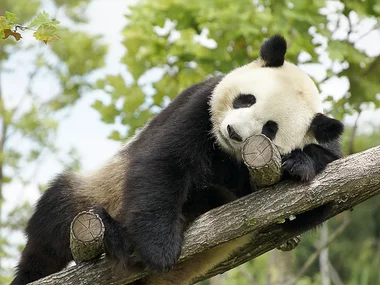 ZooParc de Beauval 2027 : entrée 1 adulte (1 journée)