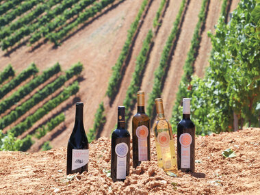 Visita y cata de vinos en bodegas de D.O. Bierzo