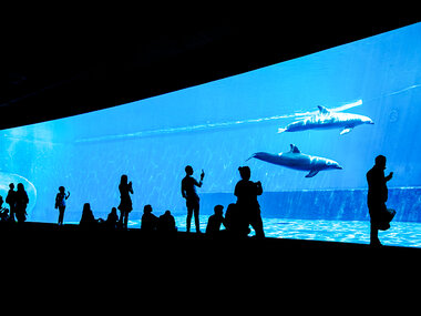 Acquario di Genova: 2 biglietti giornalieri adulti con pranzo