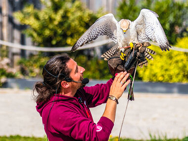 Esperienza di falconeria con aperitivo, spettacolo e visita ai rapaci a Cividale del Friuli