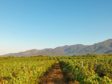 Visite d’un domaine viticole près de Perpignan avec dégustation et 6 bouteilles offertes