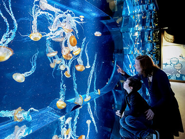 Nausicaá : entrée pour 1 adulte et 1 enfant à l'aquarium de Boulogne-sur-Mer en basse saison