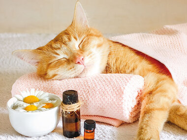Purr-fekte Entspannung: ein Wellness-Erlebnis zum Schnurren