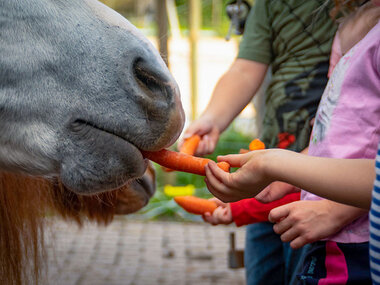 Ponyabenteuer und Tierfreundschaft auf dem Bauernhof für eine Familie