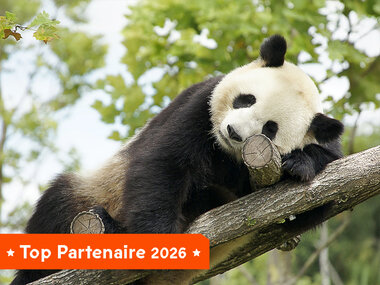 Billet pour le ZooParc de Beauval 2026 : 1 entrée enfant pour 1 journée