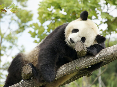 Billets pour le ZooParc de Beauval