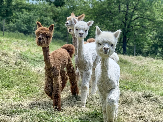 Visita in fattoria e passeggiata con alpaca per 4 Toscana Smartbox