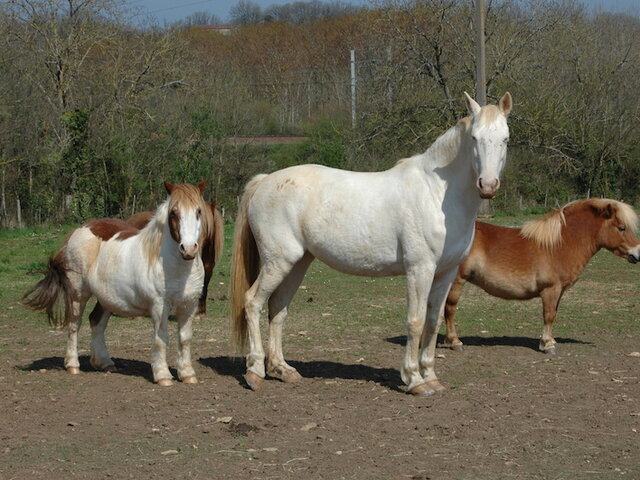 Randonnee Equestre Joyeux Anniversaire Multi Themes Nos Smartbox