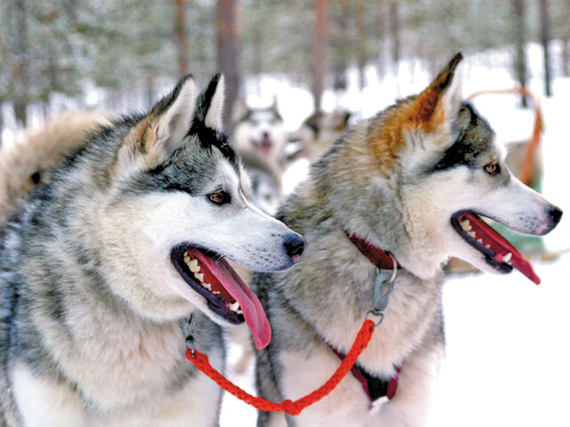 Trekking Chien Joyeux Anniversaire Multi Themes Trekking Chien Joyeux Anniversaire Multi Themes